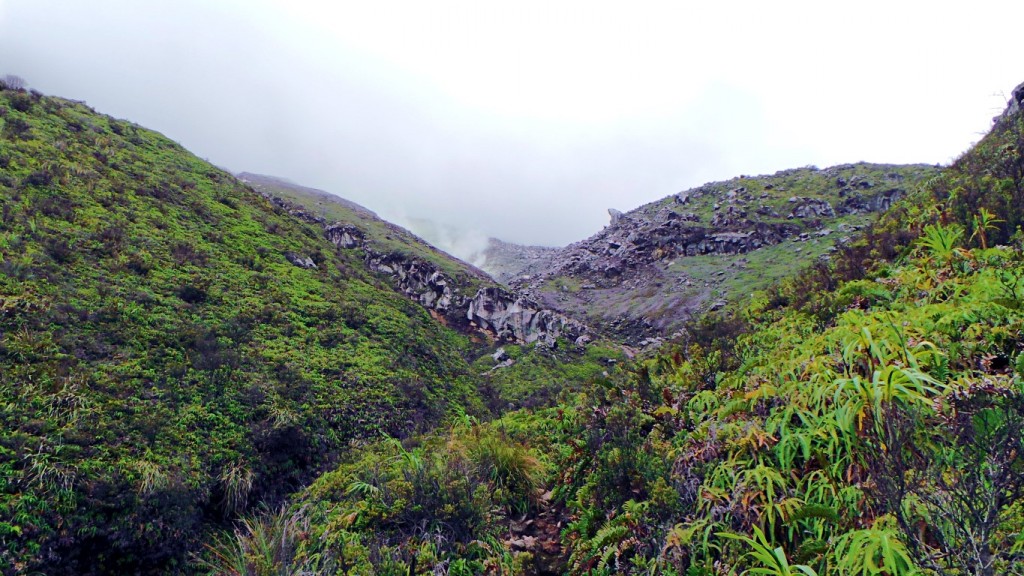 The view from the forest cover