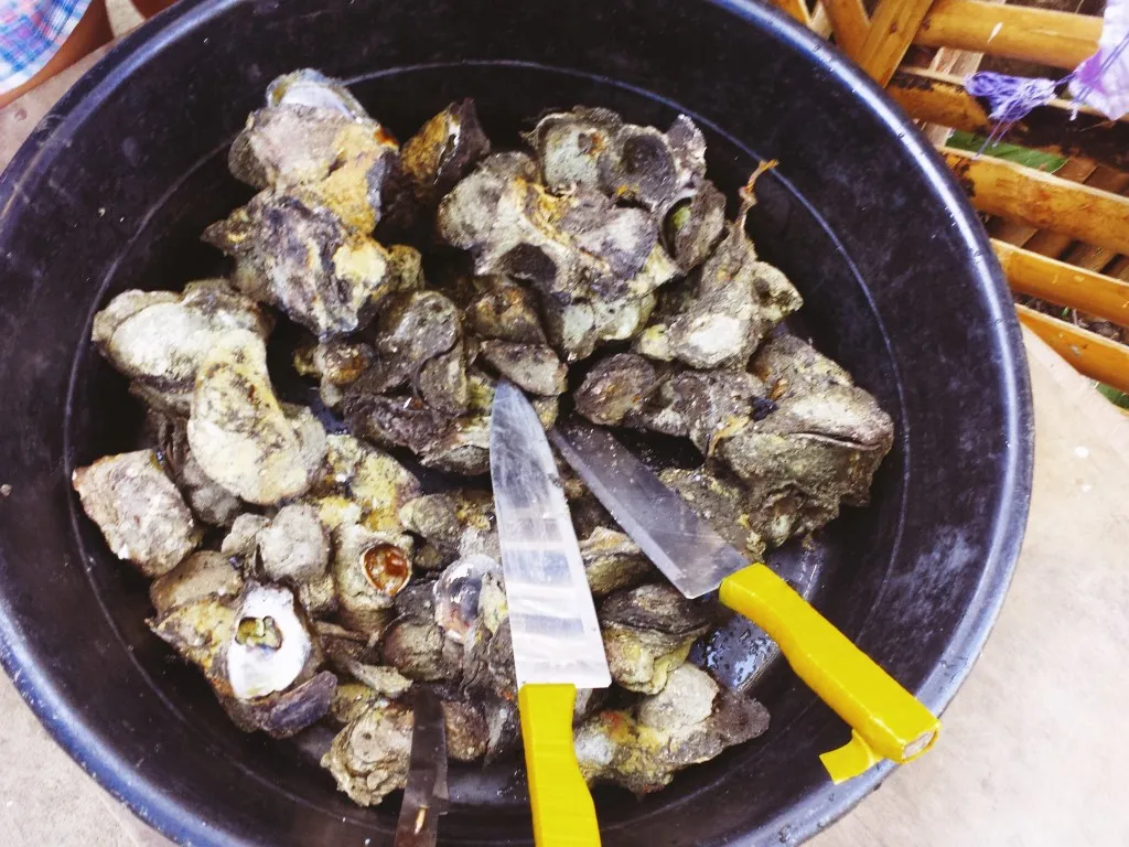 talaba in bohol